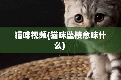 貓咪視頻(貓咪墜樓意味什么) 