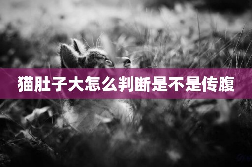 貓肚子大怎么判斷是不是傳腹