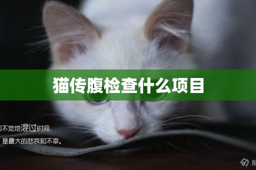 貓傳腹檢查什么項目