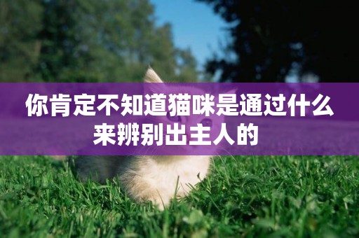 你肯定不知道貓咪是通過什么來辨別出主人的 