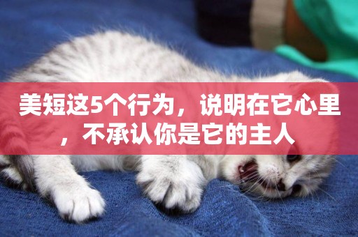 美短這5個行為，說明在它心里，不承認你是它的主人 