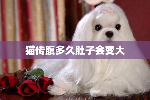 貓傳腹多久肚子會變大