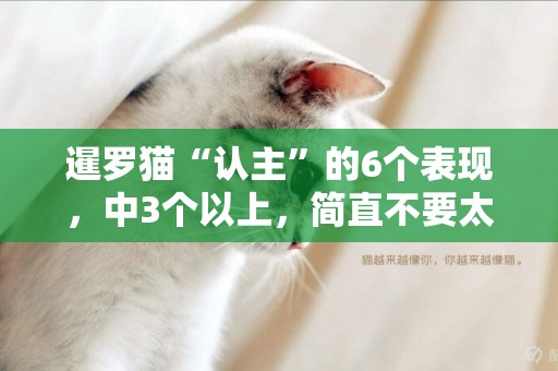 暹羅貓“認主”的6個表現，中3個以上，簡直不要太幸福了 