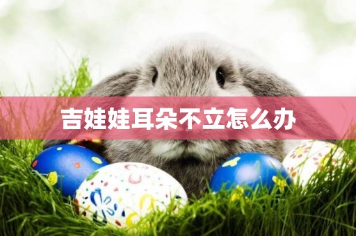 吉娃娃耳朵不立怎么辦