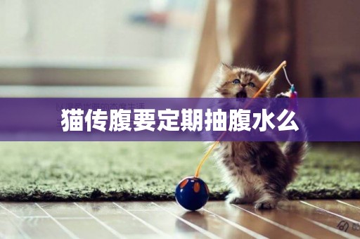 貓傳腹要定期抽腹水么