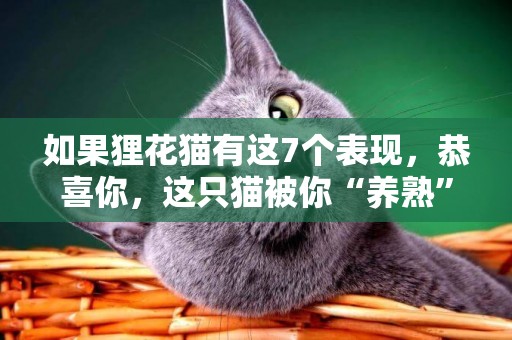 如果貍花貓有這7個表現，恭喜你，這只貓被你“養熟”了 