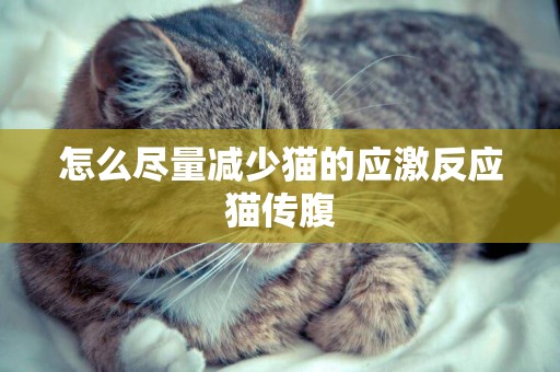 怎么盡量減少貓的應激反應貓傳腹