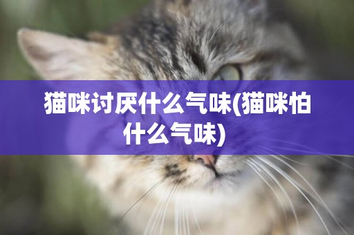 貓咪討厭什么氣味(貓咪怕什么氣味) 