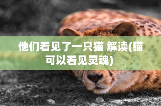 他們看見了一只貓 解讀(貓可以看見靈魂) 