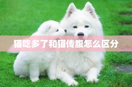 貓吃多了和貓傳腹怎么區分