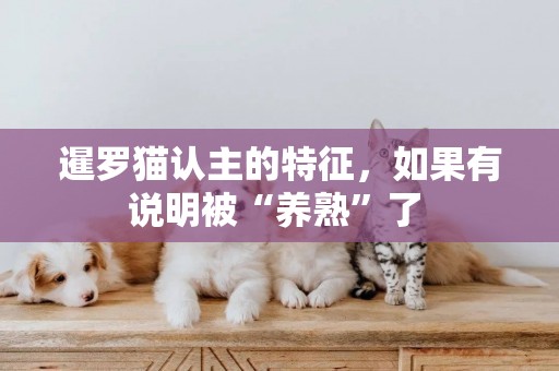 暹羅貓認主的特征，如果有說明被“養熟”了 