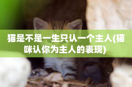 貓是不是一生只認一個主人(貓咪認你為主人的表現) 