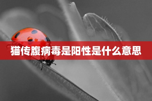貓傳腹病毒是陽性是什么意思