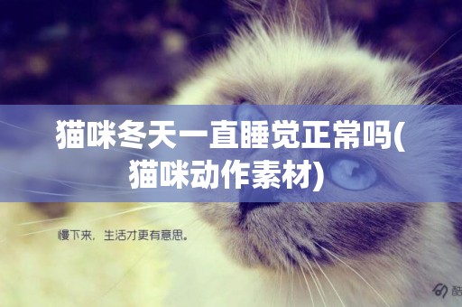 貓咪冬天一直睡覺正常嗎(貓咪動作素材) 