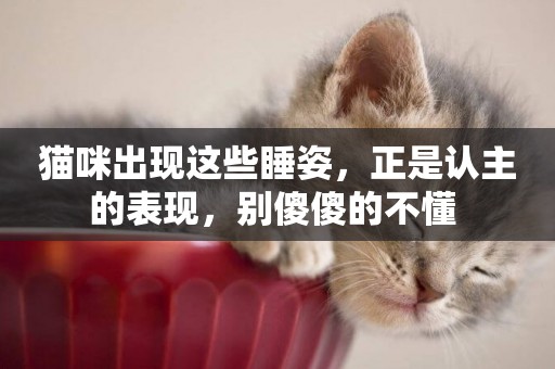 貓咪出現這些睡姿，正是認主的表現，別傻傻的不懂 