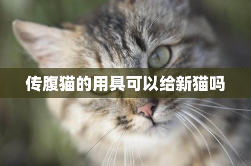 傳腹貓的用具可以給新貓嗎
