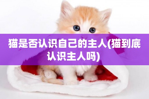 貓是否認識自己的主人(貓到底認識主人嗎) 