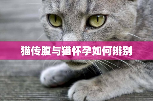 貓傳腹與貓懷孕如何辨別