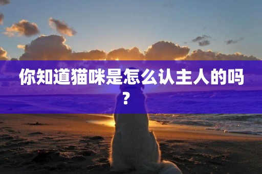 你知道貓咪是怎么認主人的嗎？ 