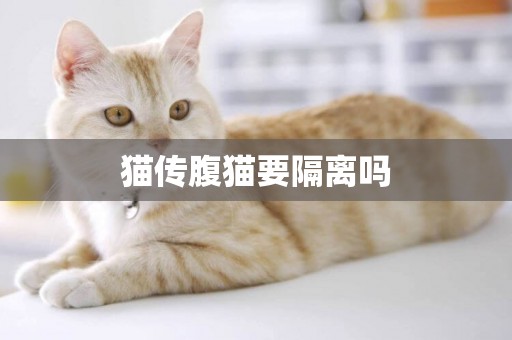 貓傳腹貓要隔離嗎