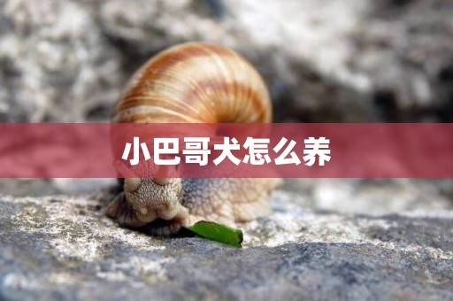 小巴哥犬怎么養