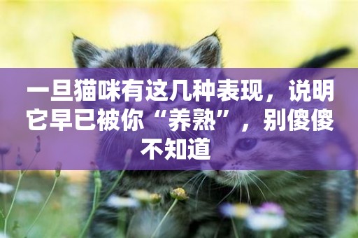 一旦貓咪有這幾種表現，說明它早已被你“養熟”，別傻傻不知道 