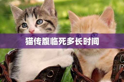 貓傳腹臨死多長時間