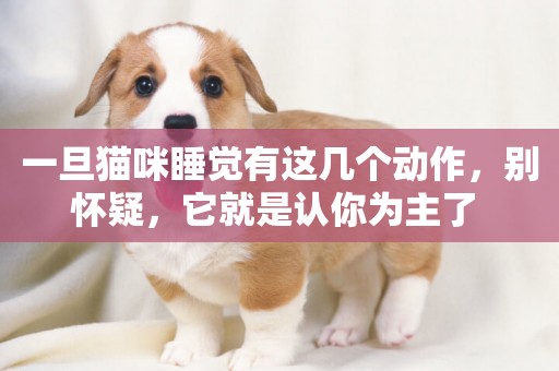 一旦貓咪睡覺有這幾個動作，別懷疑，它就是認你為主了 
