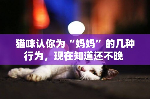 貓咪認你為“媽媽”的幾種行為，現在知道還不晚 