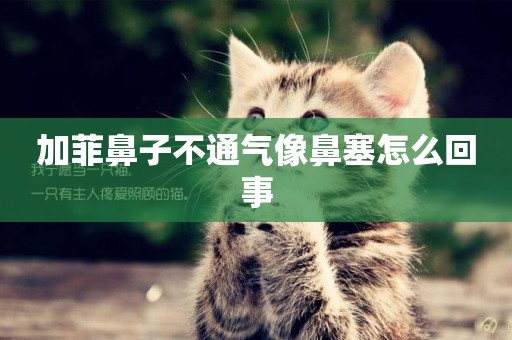 加菲鼻子不通氣像鼻塞怎么回事