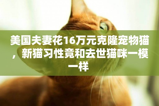 美國夫妻花16萬元克隆寵物貓，新貓習性竟和去世貓咪一模一樣 