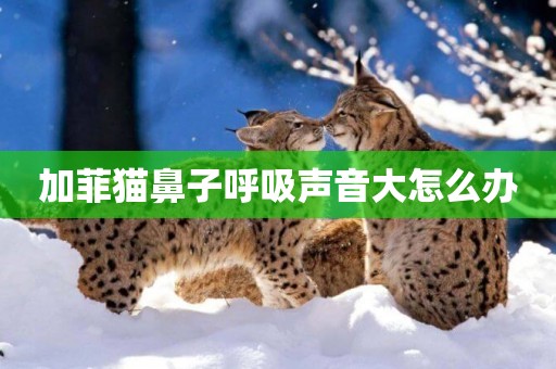 加菲貓鼻子呼吸聲音大怎么辦