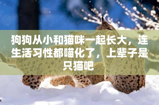 狗狗從小和貓咪一起長大，連生活習性都喵化了，上輩子是只貓吧 