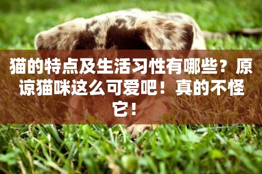 貓的特點及生活習性有哪些？原諒貓咪這么可愛吧！真的不怪它！ 