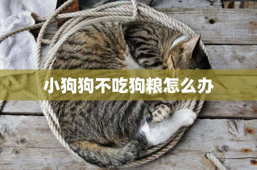 小狗狗不吃狗糧怎么辦