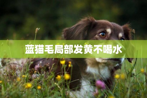 藍貓毛局部發黃不喝水