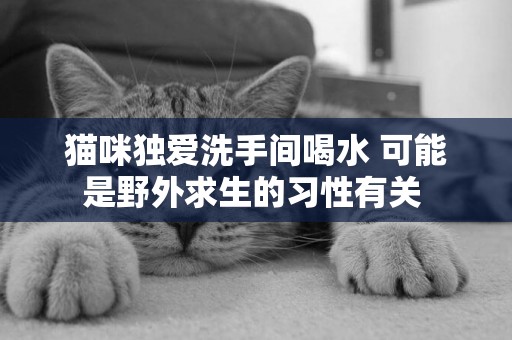 貓咪獨愛洗手間喝水 可能是野外求生的習性有關 