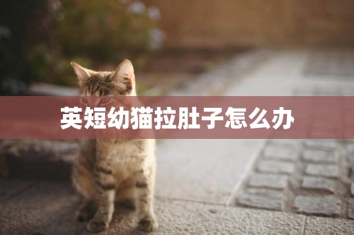 英短幼貓拉肚子怎么辦