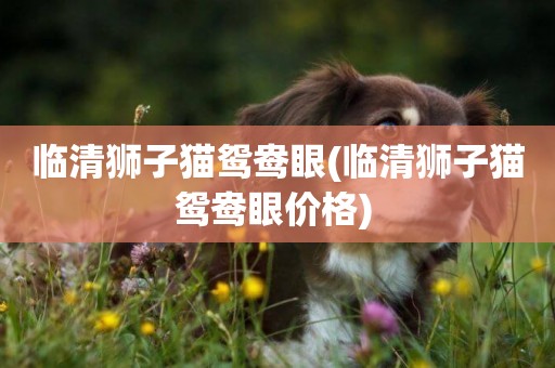 臨清獅子貓鴛鴦眼(臨清獅子貓鴛鴦眼價格) 