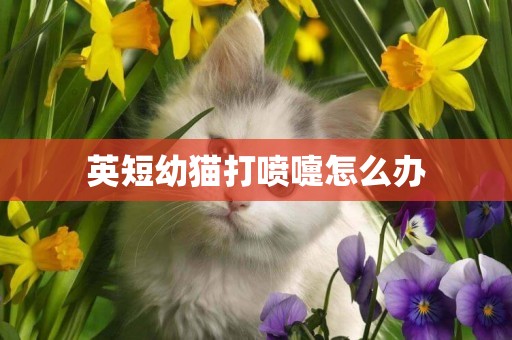 英短幼貓打噴嚏怎么辦
