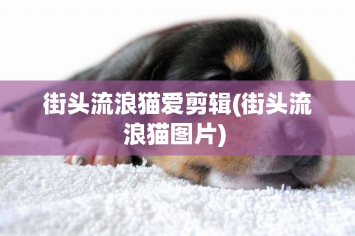 街頭流浪貓愛剪輯(街頭流浪貓圖片) 
