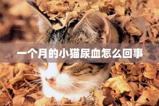 一個月的小貓尿血怎么回事