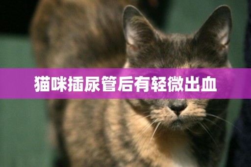 貓咪插尿管后有輕微出血