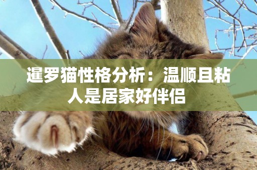 暹羅貓性格分析：溫順且粘人是居家好伴侶 