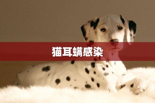 貓耳螨感染
