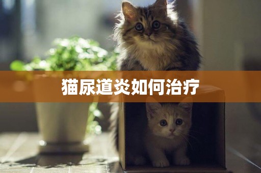 貓尿道炎如何治療