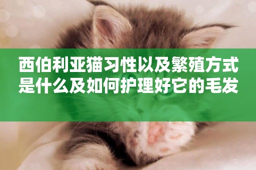 西伯利亞貓習性以及繁殖方式是什么及如何護理好它的毛發 
