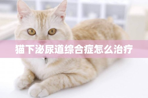 貓下泌尿道綜合癥怎么治療