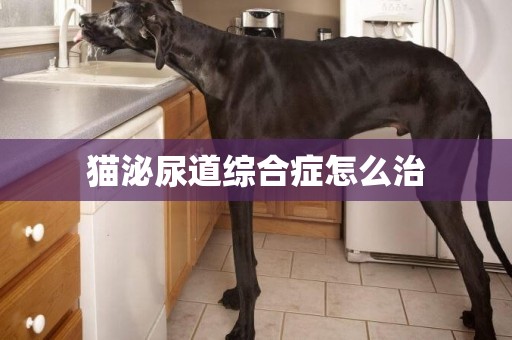 貓泌尿道綜合癥怎么治