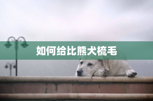 如何給比熊犬梳毛